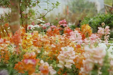 Flower Film, Cottagecore Flowers, Summer Nostalgia, Yellow Sunglasses, Spring Aesthetic, Pretty Plants, Alam Yang Indah, Beautiful Blooms, Flowers Nature