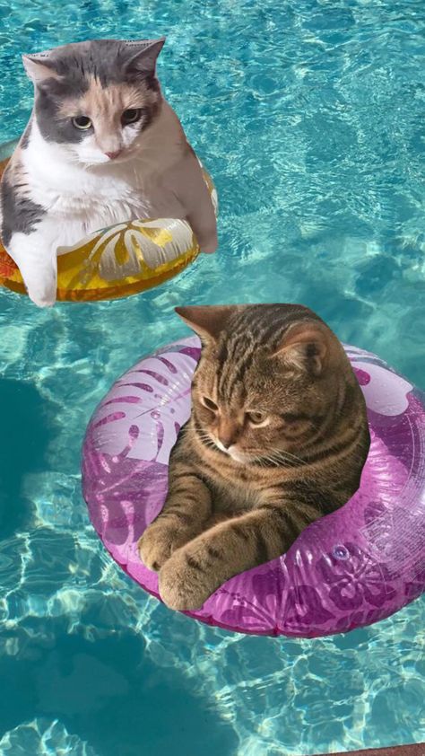 #poolparty #pool #water #cats #aesthetic #cutecore #cute #cat Summer Cat Wallpaper, Summer Cat Aesthetic, Angry Cat Videos, Kittens Wallpaper, Pool Wallpaper, Swimming Cats, Summer Cats, Summer Cat, Iphone Wallpaper Cat