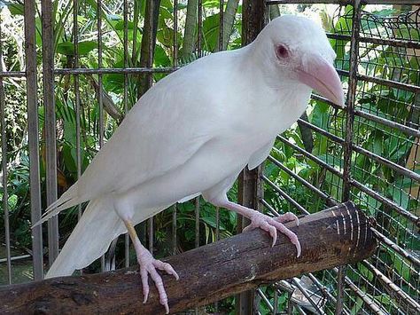 Rare albino crow... Albino Crow, Rare Albino Animals, White Crow, Albino Animals, Rare Animals, Amazing Animals, Wild Birds, Beautiful Creatures, Beautiful Birds