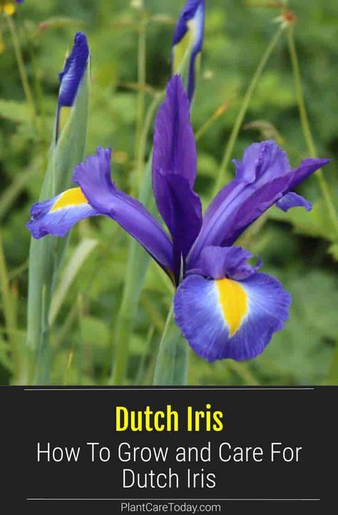 Dutch Iris plants are easy to grow perennial flowering bulbs with showy orchid-like flowers and long sturdy stems. We share tips on their growing and care. Dutch Iris Bulbs, Dutch Iris Garden Ideas, Iris Care, Iris Flowers Garden, Iris Plant, Growing Irises, Plant Inspiration, Dutch Iris, Japanese Iris