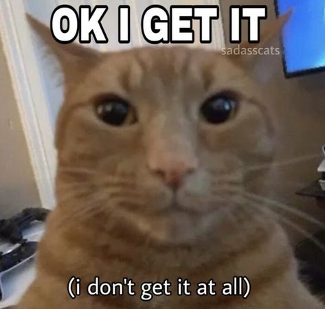 Talk To The Hand Reaction Pic, Silly Cars, Funny Looking Cats, Silly Cats Pictures, Curious Cat, Silly Animals, Very Funny Pictures, Silly Pictures, Cute Memes