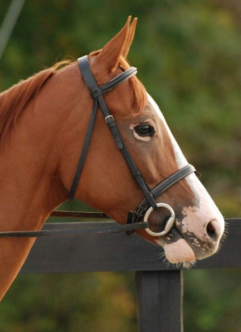 Chestnut Thoroughbred, Chestnut Horses, Facial Markings, Chestnut Mare, Horse Coat Colors, Horse Heads, Horse Aesthetic, Chestnut Horse, Horse Pattern