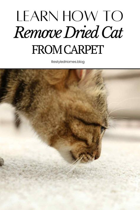 Carpet Cleaner Homemade Cat Urine, How To Get Animal Pee Out Of Carpet, How To Get Cat Urine Out Of Carpet, Get Cat Pee Out Of Carpet, How To Clean Cat Urine Out Of Carpet, Get Rid Of Cat Pee Smell Carpets, Remove Cat Pee From Carpet, Remove Cat Urine Smell From Carpet, How To Get Cat Urine Smell Out Of Carpet