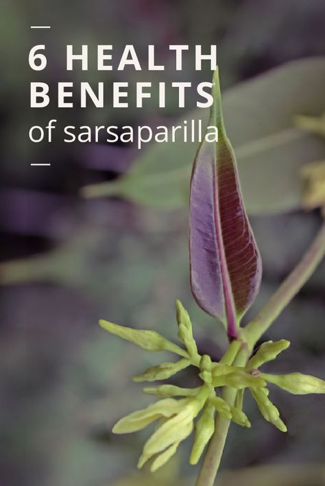 Quassia Benefits, Benefits Of Sarsaparilla, Sasparilla Root Benefits, Sarsaparilla Root Benefits, Sarsaparilla Benefits, Serrapeptase Benefits, Magical Flowers, Healing Remedies, Health Fitness Nutrition