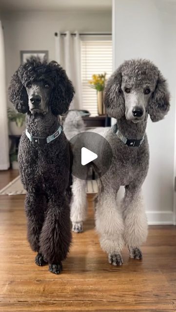 𝐀𝐈𝐊𝐎 & 𝐘𝐔𝐊𝐈 on Instagram: "Have you ever wondered what it’s like to be a poodle mom/dad?  . @blue.licorice.poodle @doublepoodlestandards @baronwhitediamond @poodlegoesshopping @standardpoodlebbb @bogartthehollywooddood  . . #reels #trendingreels #reelsofinstagram  #dogreels #dogreelsofinstagram #poodleoftheday #cuteboy #yuki #poodledad #aiko #poodlemom  #dogsofinstagram #doglife #dogstagram #doglove #dogloversofinstagram #beautifuldog #lovemydogs #dogsforlife #gooddoggo #dogsofinstaworld #mydog #instamood #love #lovemydog #gooddog #standardpoodle #standardpoodlesofinsta" Black Standard Poodle Haircut Styles, Male Poodle Haircut Styles, Big Poodle Dogs, Short Poodle Haircut, Poodle Collar, Toy Poodle Puppy Cut, Standard Poodle Haircut Styles, White Poodle Puppy, Poodle Groom