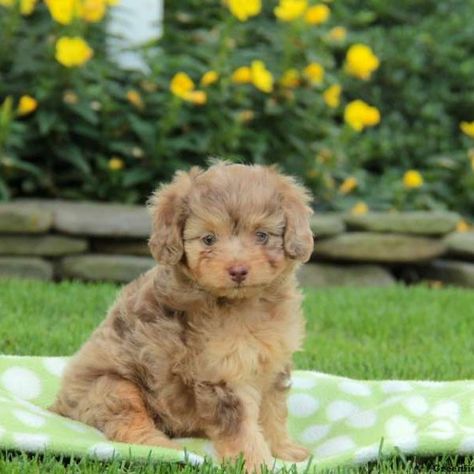 Aussiedoodle – Miniature Aussie Poo, Aussie Doodle Puppy, Miniature Aussie, Australian Shepherd Training, Mini Aussiedoodle, Aussiedoodle Puppies, Greenfield Puppies, Aussie Puppies, Doodle Puppy