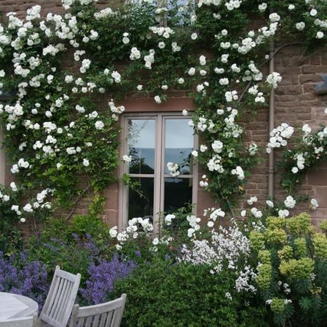 13 Best Climbing Plant with White Flowers - 98 Iceberg Climbing Rose, White Climbing Roses, Wall Climbing Plants, Rose Climbing, Climbing Flowers, Climbing Rose, Walled Garden, Moon Garden, Climbing Roses