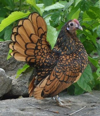 Chicken Breed Focus - Sebright Light Sussex Chicken, Sebright Chicken, Silver Seabright Chicken, Small Chicken Breeds, Bantam Chicken Breeds With Pictures, Brown Chicken Animal, Bantam Chicken Breeds, Heritage Chicken Breeds, Bantam Chickens