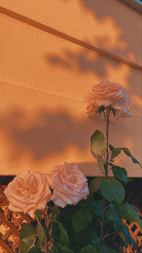 Sunlight Wallpaper Iphone, Wallpaper Iphonewallpaper Aesthetic, Golden Hour Flowers, Light Peach Aesthetic Wallpaper, Sunlight Aesthetic Wallpaper, Light Sunset Aesthetic, Sunlight Shadow Aesthetic, Warm Wallpaper Aesthetic, Roses Background Aesthetic