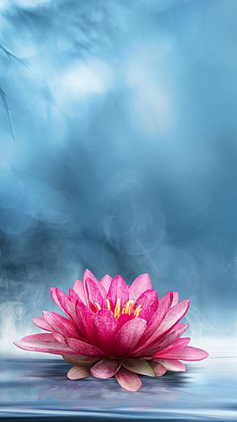 H5 background pink lotus, Lotus, Lotus, Blue, Background image Lotus Art Design, Pink Lotus Wallpaper, Lotus Background, Posters Background, Festive Backdrop, Spiritual Background, Colourful Pictures, Lotus Flower Wallpaper, Wallpaper For Ipad