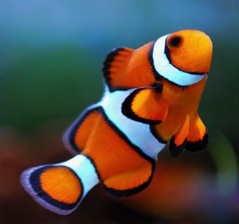 Clownfish Drawing, Clown Fish Drawing, Ocellaris Clownfish, Fish Reference, Ikan Air Tawar, Dog Portraits Art, Pretty Fish, Reef Fish, Fishing Pictures