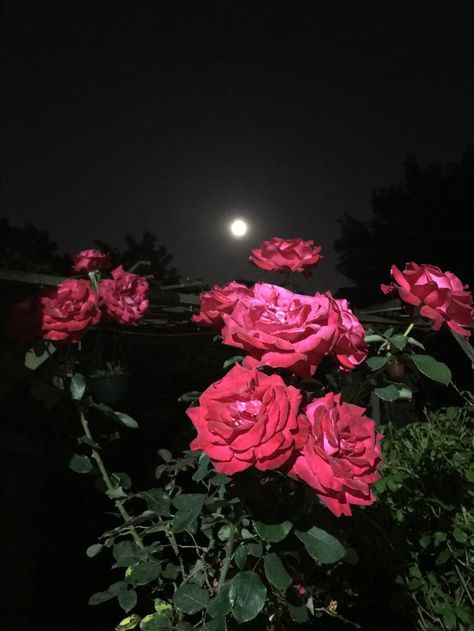 #rose #midnight #red #moon #moonlight #garden #roses #night #black #dark Flowers In Moonlight, Flower Night Aesthetic, Garden At Night Aesthetic, Night Flowers Moonlight, Flowers Night Aesthetic, Night Flowers Aesthetic, Rose Day Pic, Red Roses Garden, Flowers At Night