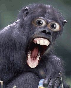 WHAT??!!  IT’S ALREADY MORNING??!! Monkey Gif, Animated Emojis, Beste Gif, Emoticon Faces, Animated Emoticons, Animal Humour, Funny Caricatures, Pet Monkey, Monkeys Funny