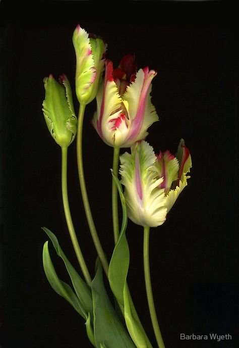 Parrot Tulips Arrangement, Parrot Tulip, Tulips Arrangement, Planting Tulips, Tulip Painting, Flora Flowers, Parrot Tulips, Tulips Flowers, Exotic Flowers