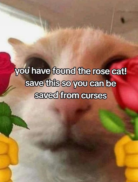 Rose cat ❤️ Cat Holding Rose, Cat Holding Flowers, Cat With Rose, Silly Cars, Giving Flowers, Cute Rose, Reaction Pics, Ways To Communicate, Silly Cats