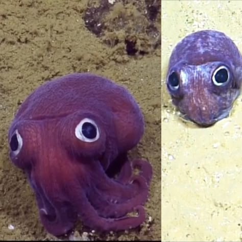 Stubby Squid, Cartoon Squid, Bobtail Squid, Cute Squid, Tidal Waves, Octopus Squid, Cute Octopus, Drawing Journal, Aquatic Animals