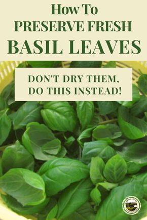 Preserve Basil Leaves, Basil Preserving, How To Preserve Basil, Preserve Fresh Basil, Storing Fresh Basil, Herbs Drying, Storing Basil, Dehydrating Recipes, Preserving Basil