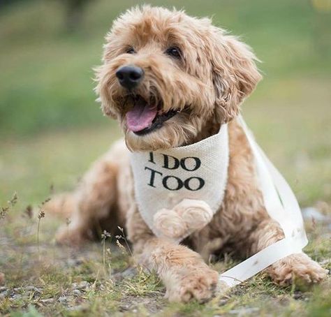 Dog Wedding Bandana, Dog Wedding Attire, Wedding Fotos, Dog Flower Collar, Wedding Pets, Burlap Flowers, Dog Flower, Dog Wedding, Ring Bearer