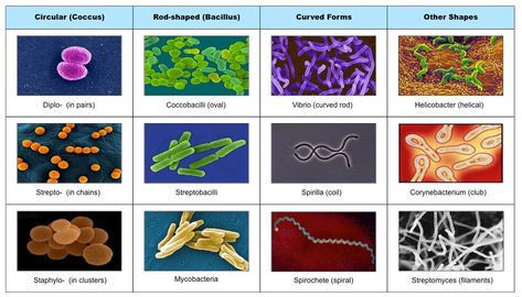 Archaea Bacteria, Types Of Microorganisms, Bacteria Types, Bacteria Shapes, Biology Ideas, Microbiology Study, Biology Projects, Microscopic Organisms, Cell Biology