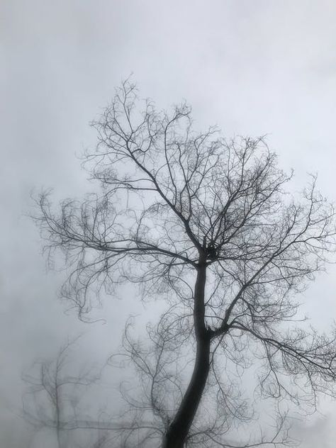 Simon Berger, Leafless Tree, Gray Tree, Marketing Specialist, Google Cloud, Photographer Pictures, Snowy Landscape, Bare Tree, Grass Field