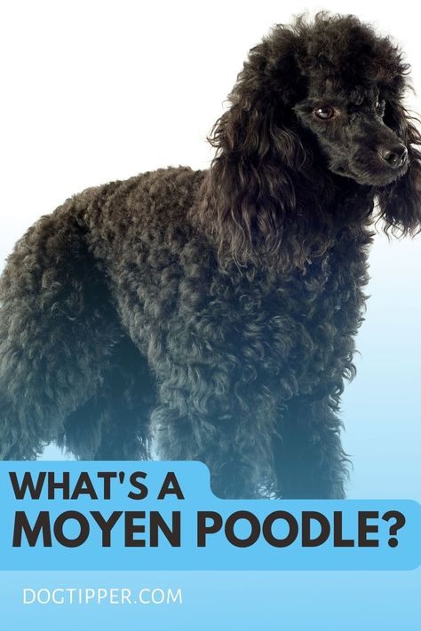 What is a Moyen Poodle? Moyen Poodle Haircut Styles, Standard Poodle Haircuts, Poodle Haircut Styles, Moyen Poodle, Poodle Rescue, Grey Poodle, Silver Poodle, Poodle Haircut, Poodle Mix Dogs