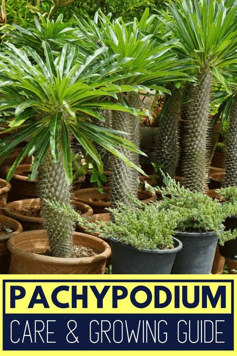 Pachypodium Madagascar Plants, Madagascar Palm, Palm House Plants, Desert House, Palm House, Growing Greens, Backyard Greenhouse, Palm Plant, Outdoor Stuff