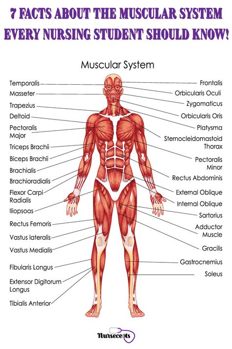 The muscular system provides the body with mobility. There are over 600 muscles in the body. This system helps us walk, run and lift objects. This article provides a quick and in-depth overview of information about the muscular system you need to know. #nursecept #muscularsystem #musculoskeletalsystem #nursingstudent #nursingschool Muscular System Labeled, Body Muscle Anatomy, Human Muscular System, Muscular System Anatomy, The Muscular System, Muscle Diagram, Human Muscle Anatomy, Muscle System, Body Diagram