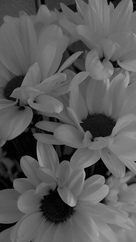 Black And White Floral Wallpaper Iphone, Pretty Black And White Pictures, Black And White Screensaver, Wallpaper Ipad Black And White, Wallpaper Ipad Black, Black Ipad Wallpaper, Widget Black And White, Pretty Wallpapers Backgrounds Beauty, Wallpaper Layar Kunci