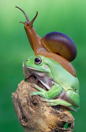 A snail appears to sniff the air as it sits on a frog's head in Sukabumi, Indonesia Australian White Tree Frog, Garden Creatures, Whites Tree Frog, Houston Zoo, Frog Illustration, Frog Pictures, 9 December, Funny Frogs, Sukabumi