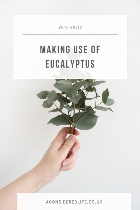 Eucalyptus Leaves Uses, What To Do With Dried Eucalyptus, What To Do With Eucalyptus Leaves, Eucalyptus Drying, Fresh Eucalyptus Uses, Dried Eucalyptus Uses, Drying Eucalyptus, Eucalyptus Plant Indoor, Cold Weather Capsule