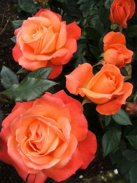 Sunset Garden Rose Rose Belle, Fleur Orange, Coming Up Roses, Belle Rose, Spiced Coffee, Rose Bush, Orange Roses, Love Rose, Persimmon