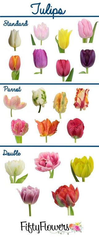 How to Make a Flower Garden : 3 Steps - Instructables Tulip Types, Tulip Varieties, Fifty Flowers, Flower Chart, Tulip Wedding, ดินปั้น Polymer Clay, Tulip Bulbs, Tulips Garden, Flower Names