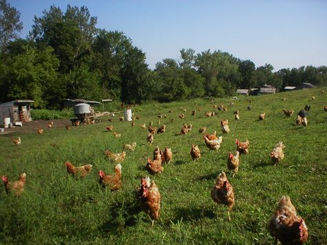 This is what FREE RANGE CHICKENS look like!!!! Chickens Backyard Breeds, Chicken Run, Crazy Chicken Lady, Free Range Chickens, Chicken Lady, Baby Chickens, Chicken Runs, Chicken Breeds, Chicken Farm