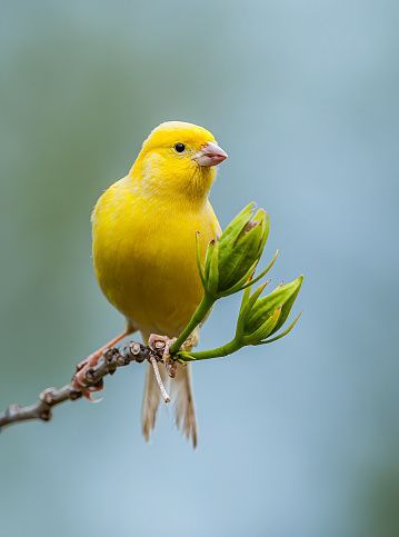 The wild Canary is also known as the Atlantic Canary, Island Canary or Common Canary. This small finch was named for its native range: Spain's Canary Islands in the eastern Atlantic. Pet Bird Cage, Canary Birds, Little Charmers, Animal Illustration Art, Tattoo Cover, Cute Animals Images, Yellow Bird, Pet Bird, Bird Pictures