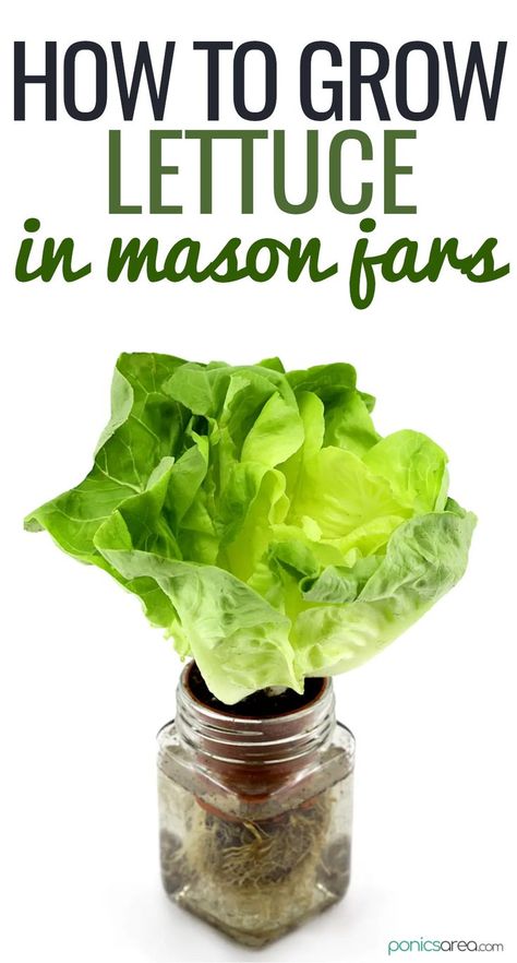 grow lettuce in mason jars Growing Lettuce Indoors, Hydroponic Gardening Diy, Indoor Hydroponic Gardening, Hydro Gardening, Hydroponic Lettuce, Mason Jar Garden, Hydroponic Vegetables, Indoor Hydroponics, Plants In Jars