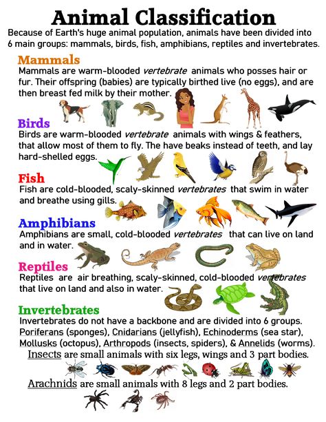 Animal Classification ~ Anchor Chart * Jungle Academy Zoology Notes Animals, Classification Of Animals Project, Animal Classification Chart, Classifying Animals Anchor Chart, Animal Classification Anchor Chart, Bsc 1st Year Zoology Notes, Animal Biology Notes, Invertebrates Classification, Animal Classification Activities