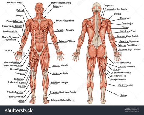 Muscle Names, Human Body Muscles, Human Muscular System, Muscle Diagram, Muscle System, Body Diagram, Full Body Stretch, Man Anatomy, Muscle Abdominal