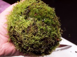 Living Moss Ball Tutorial ~ Creative Green Living Diy Moss Ball, Japanese Moss Balls, Fern Moss, Wet Foam, Large Terrarium, Oregon Forest, Moss Ball, Terrarium Containers, Winter Parties