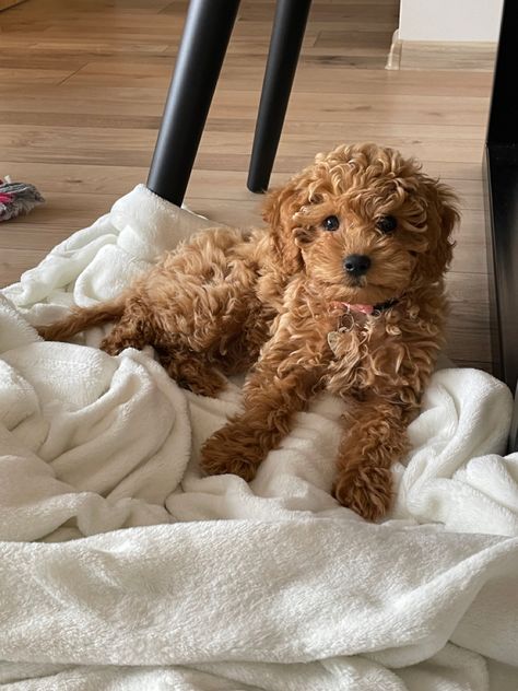 Miniature Poodle Aesthetic, Blonde Toy Poodle, You Poodle, Poodle Puppy Aesthetic, Mini Goodlendoodle, Toy Poodle Aesthetic, Toy Poodle Puppy Cut, Golden Poodle, Brown Toy Poodle