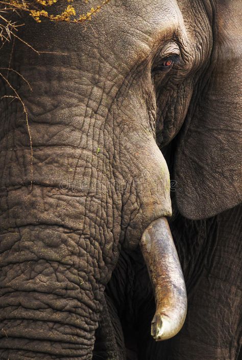 Elephant close-up portrait. Close-up of an African Elephant - Loxodonta Africana #Sponsored , #Sponsored, #paid, #close, #Loxodonta, #Africana, #portrait Elephant Eye, Elephant Photography, Elephants Never Forget, Eye Close Up, Deer Photos, Elephants Photos, Portrait Face, Wild Animals Pictures, Elephant Drawing