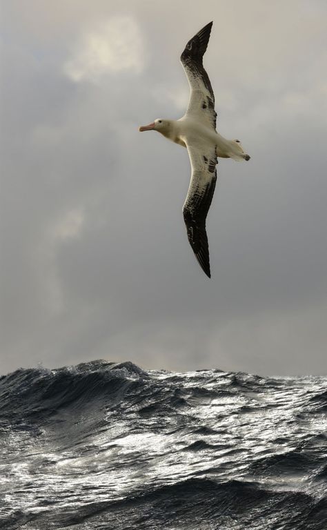 Wandering albatross (Diomedea exulans) South Atlantic Ocean Wandering albatross populations have dropped rapidly, due to being birds getting snared by long line fisheries. One population, from Bird Island, South Georgia, declined by 50% between 1972-2010. Wandering Albatross, Kunst Inspo, Ancient Mariner, Habitat Destruction, Open Ocean, Sea Birds, Nature Photographs, Birds Flying, Atlantic Ocean