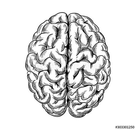 Brain Top View, Brain Drawing Simple, Brain Reference, The Brain Art, Cerebro Dibujo, Human Brain Drawing, Brain Sketch, Brain Aesthetic, Anatomical Brain