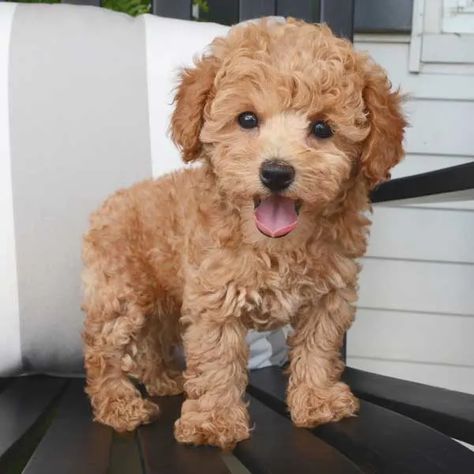 Toys and Teacups: The Best Miniature Dog Breeds - PetHelpful - By fellow animal lovers and experts Poodle Haircuts, Miniature Dog Breeds, Small Poodle, Poodle Haircut, Poodle Toy, Wallpaper Dog, Cute Small Dogs, Aesthetic Dog, Dog Aesthetic