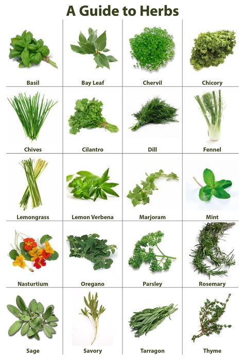 Herb Guide Fruits And Vegetables List, Name Of Vegetables, Fruits Name In English, Vegetable Chart, List Of Spices, Small Backyard Design Layout, Vegetable Pictures, Fruit Names, List Of Vegetables