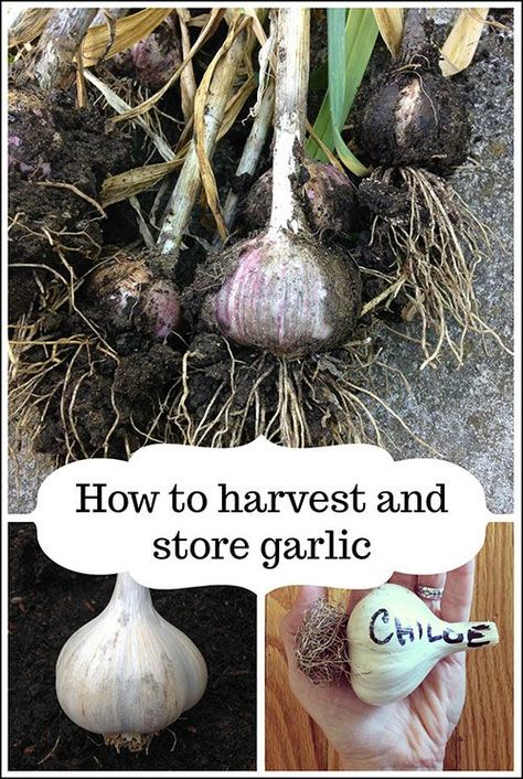 Drying Garlic, When To Harvest Garlic, Storing Garlic, Slugs In Garden, Hardneck Garlic, Harvesting Garlic, How To Store Garlic, Garlic Scapes, Growing Garlic