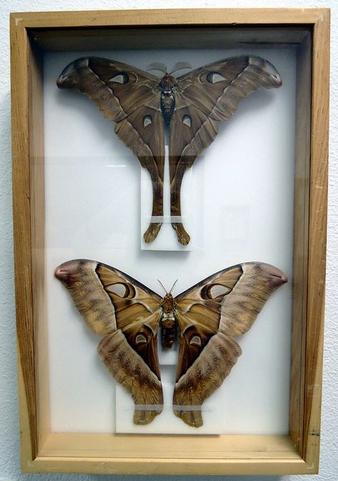 Pinned Moth Display, Taxidermy Bugs Display, Taxidermy Moth, Taxidermy Bugs, Moth Display, Moth Taxidermy, Taxidermy Insects, Bug Taxidermy, Big Bugs