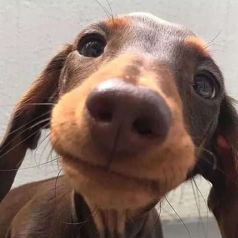 Dachshund Lovers🐾 on Instagram: "What do you think of my smiley face ? 🙂 . 📷 @sizzle_sausagedog . . . #dachshundsofinstagram #dachshundaddict #dachshunddog #dachshundlove_feature #dachshundpack #lovemydachshund #dachsundoftheday #dachshundmini #dachshundfamily #dachsie #dachshundslove #dachshundcross #sausagedog #dachshundappreciation #miniaturedachshund #dachshund_of_ig⠀ #sausagedogs #sausagedogsofinstagram #dachshundpup #wienerdogs" Dog Mommy, Weenie Dogs, Silly Dogs, Dachshund Lovers, Dachshund Puppies, Dachshund Love, Silly Animals, Weiner Dog, Wiener Dog