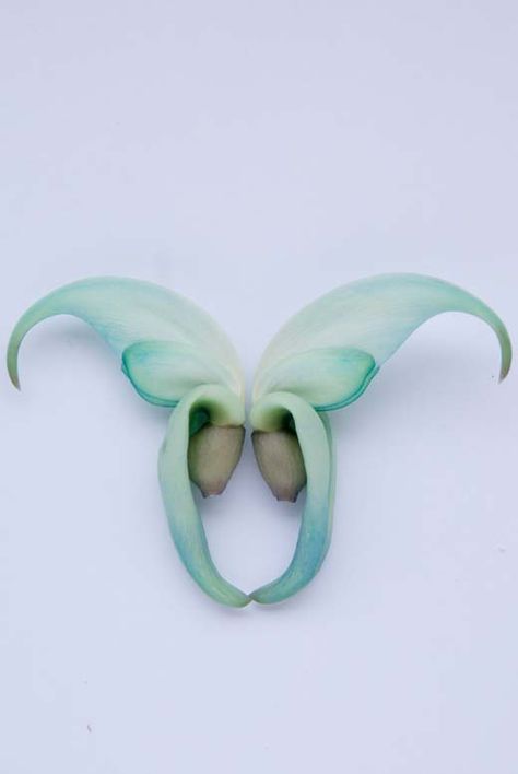 Withered Jade Vine flower. Picked it up from the floor, played around and arranged patterns. Jade Vine Tattoo, Jade Vine Flower, Jade Vine, Vine Drawing, Jade Flower, Butterfly Room, Tattoo Themes, Plant Fungus, Vine Tattoos