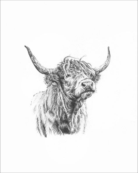 Highlander Cow Drawing, Highland Cow Line Drawing, Scottish Highland Cow Tattoo, Yak Tattoo, Highland Cow Sketch, Highland Cow Drawing, Highland Cow Illustration, Highland Cow Tattoo, Cow Sketch