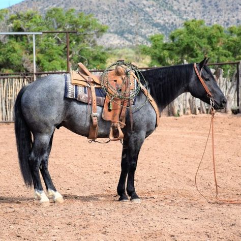 Blue Roan, Horses For Sale, Western Horse, Barrel Racing, Equestrian, Saddle, Barrel, Horses, For Sale